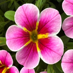 Calibrachoa PortuCal Patio Bicolor Dream Pink